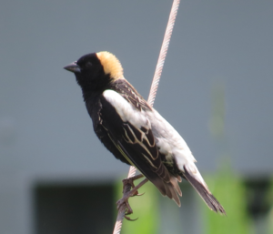 Info about the photo which coul dbe a lot of information regarding all the things