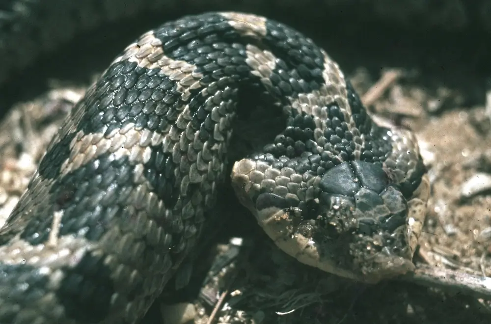Eastern Hognose Snake -  Heterodon platirhinos