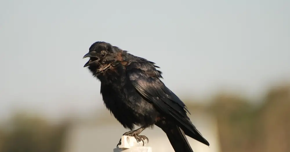 Fish Crow -  Corvus ossifragus
