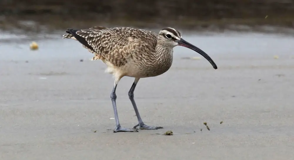 Whimbrel -  Numenius phaeopus