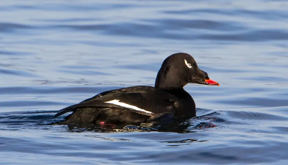 White-Winged Scoter -  Melanitta deglandi