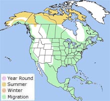 American golden plover