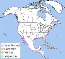 American oystercatcher