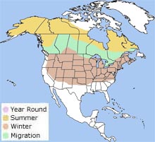 American tree sparrow