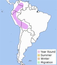 Andean cock-of-the-rock