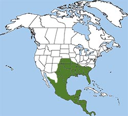 nine-banded armadillo range
