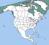bearded seal range