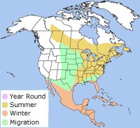 black-and-white warbler