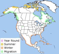black-bellied plover