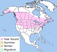black-capped chickadee