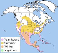 black-crowned night heron