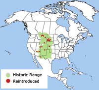 black-footed ferret range