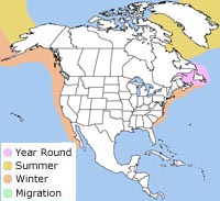black-legged kittiwake