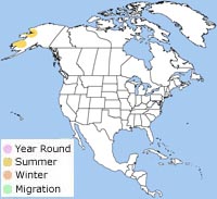 bristle-thighed curlew