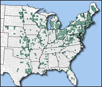 northern broken dash