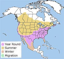 brown-headed cowbird