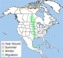 buff-breasted sandpiper