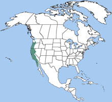 California ground squirrel range