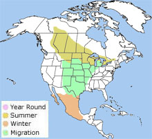 clay-colored sparrow