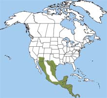 collared peccary range