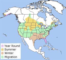 double-crested cormorant