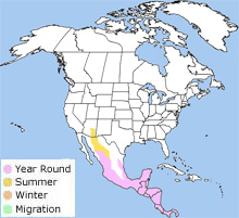 dusky-capped flycatcher