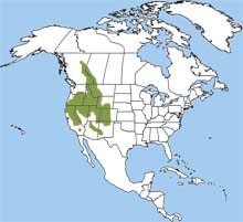 golden-mantled ground squirrel