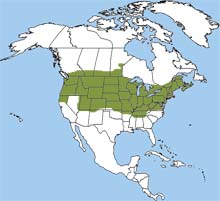 great spangled fritillary