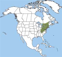 hairy tailed mole range