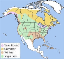 American herring gull