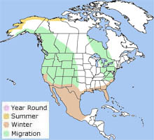 long-billed dowitcher