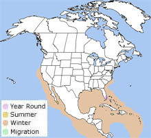 magnificent frigatebird