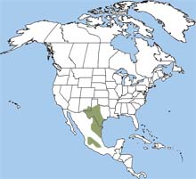 Mexican ground squirrel