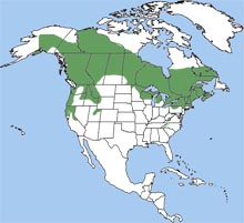 northern flying squirrel