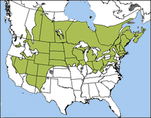 northern leopard frog