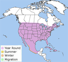 northern mockingbird