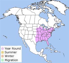 red-bellied woodpecker