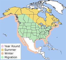 red-breasted merganser