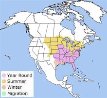 red-headed woodpecker