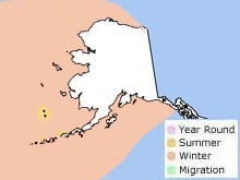 red-legged kittiwake