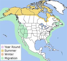 red-necked phalarope