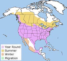 red-winged blackbird