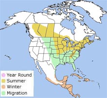 rose-breasted grosbeak