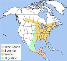 ruby-throated hummingbird
