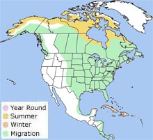 semipalmated sandpiper