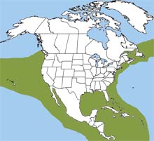 Short-beaked common dolphin range