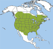 striped skunk range
