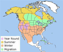 white-crowned sparrow