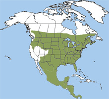 white-tailed deer range
