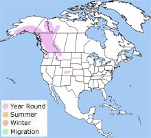 white-tailed ptarmigan